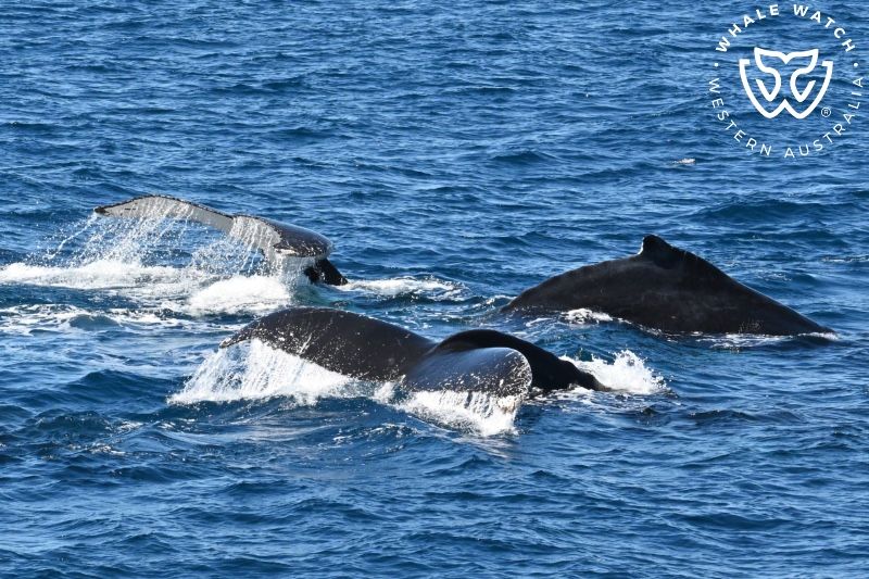 Whale Watch Western Australia