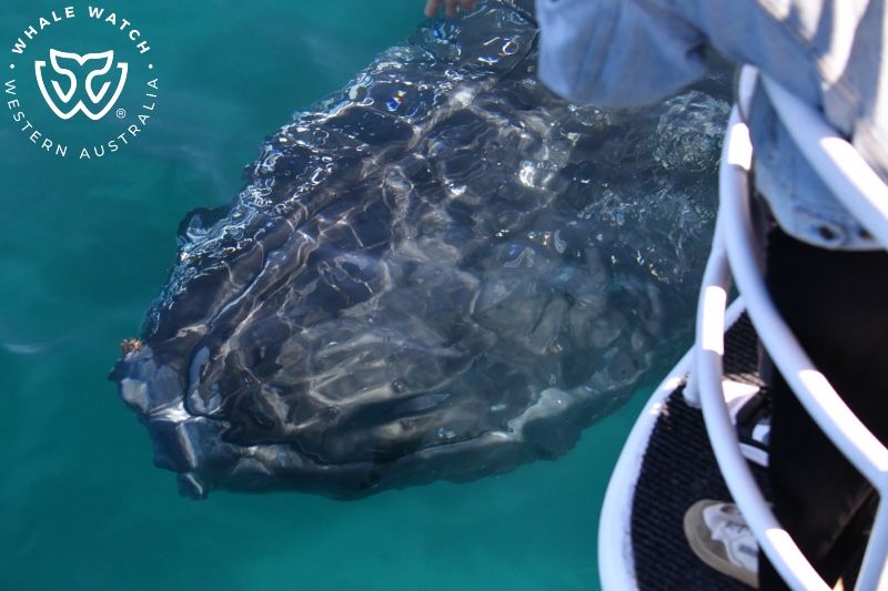 Whale Watch Western Australia