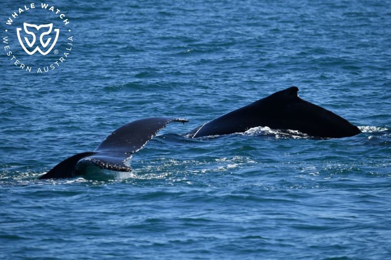 Whale Watch Western Australia