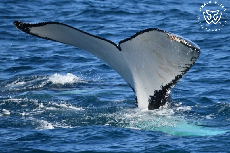 Whale Watch Western Australia