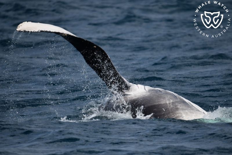 Whale Watch Western Australia