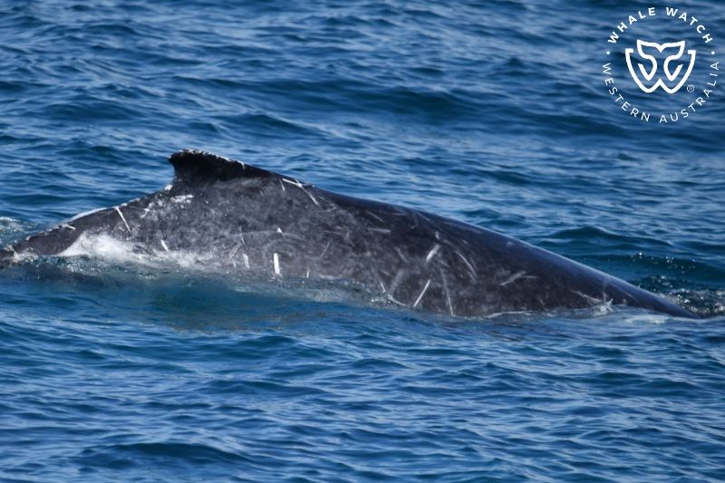 Whale Watch Western Australia