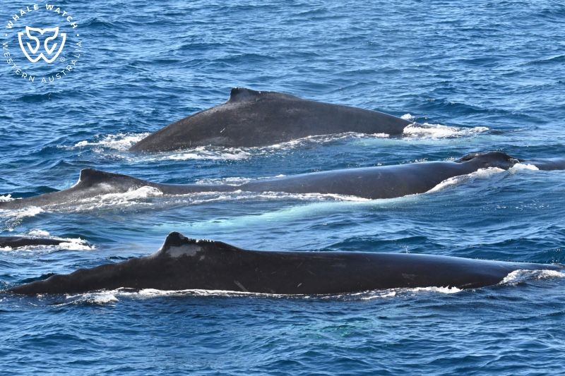 Whale Watch Western Australia
