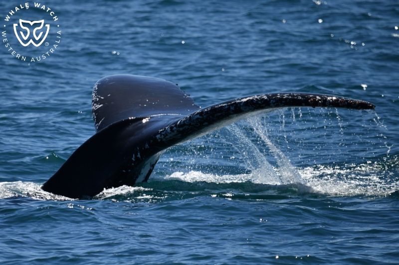 Whale Watch Western Australia