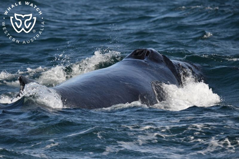 Whale Watch Western Australia