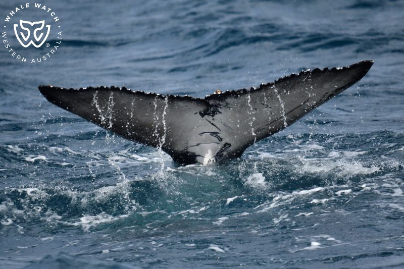 Whale Watch Western Australia