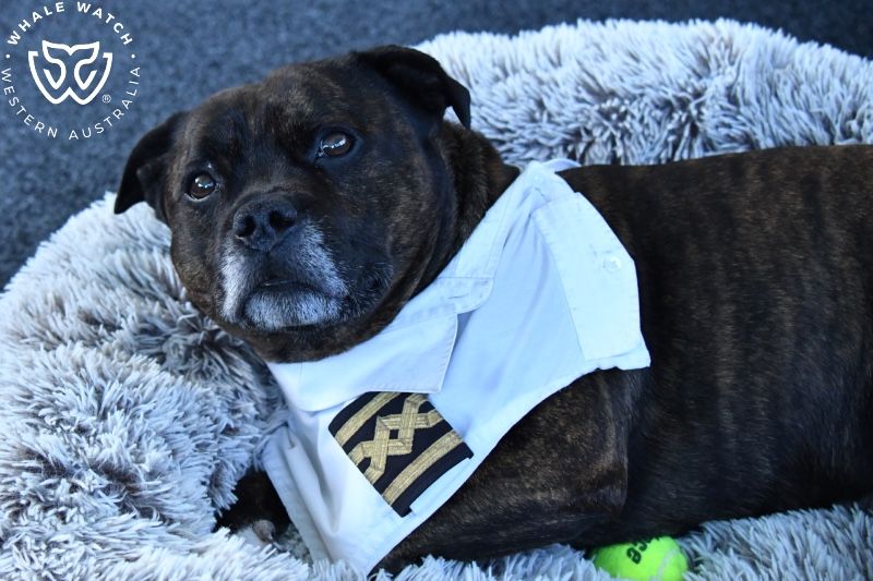 Whale Watch Western Australia