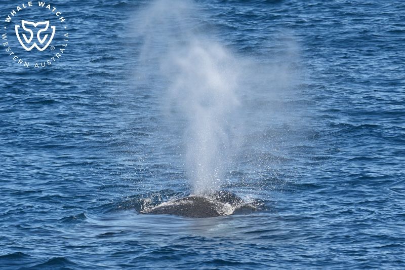 Whale Watch Western Australia