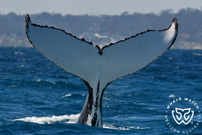 Whale Watch Western Australia