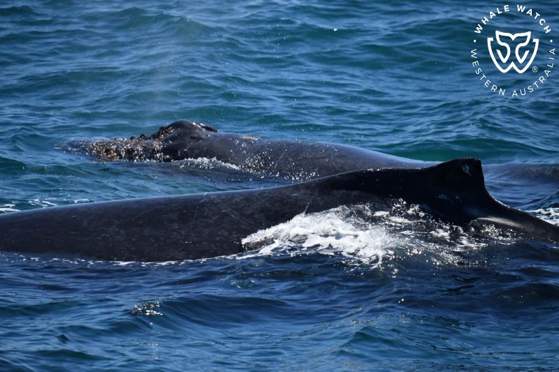 Whale Watch Western Australia