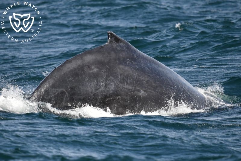 Whale Watch Western Australia