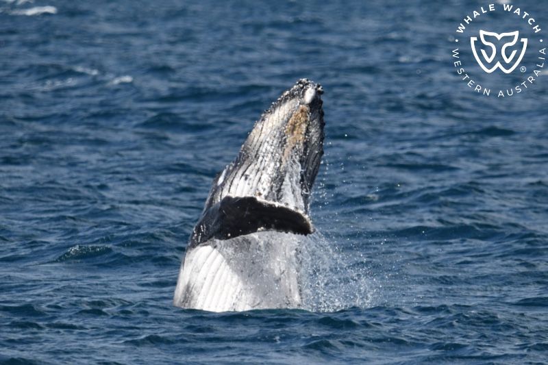 Whale Watch Western Australia