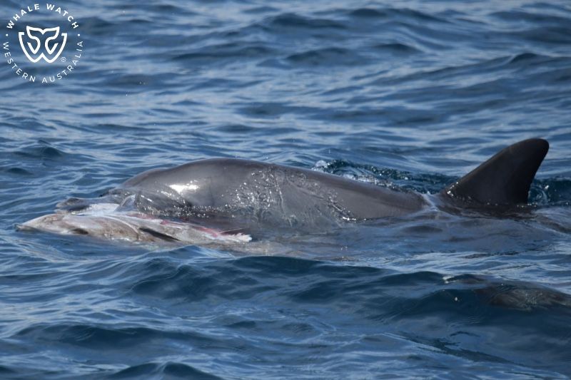 Whale Watch Western Australia