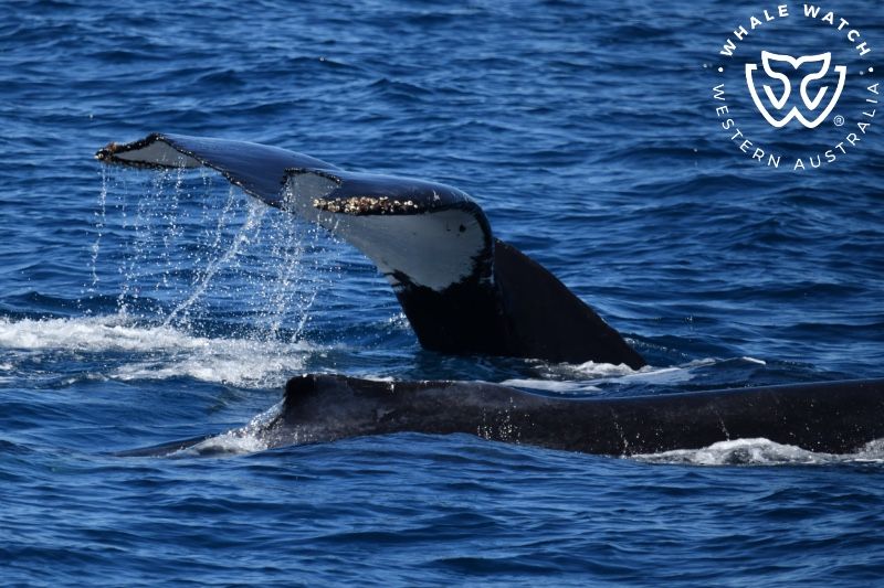 Whale Watch Western Australia