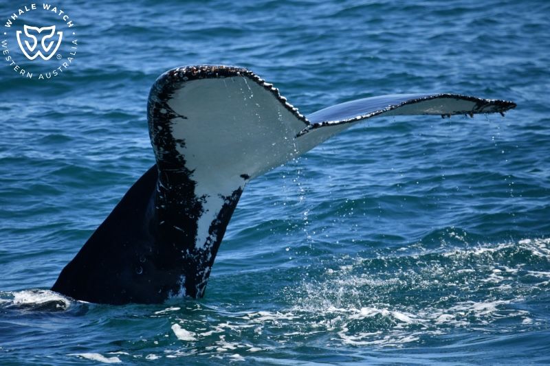 Whale Watch Western Australia