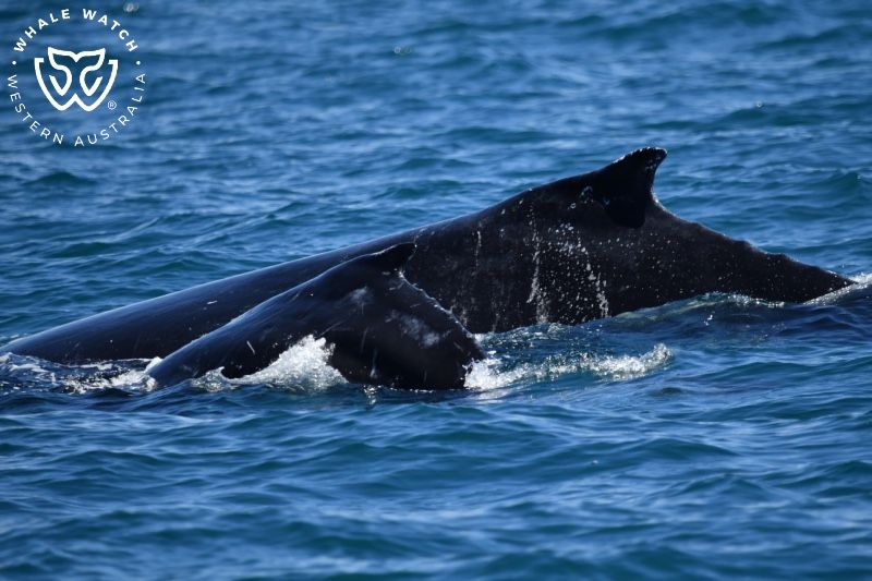 Whale Watch Western Australia