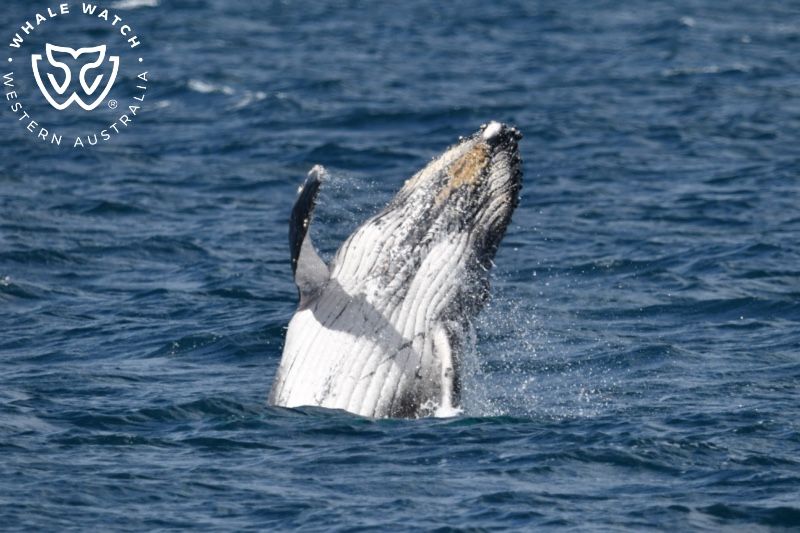 Whale Watch Western Australia