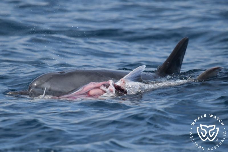 Whale Watch Western Australia