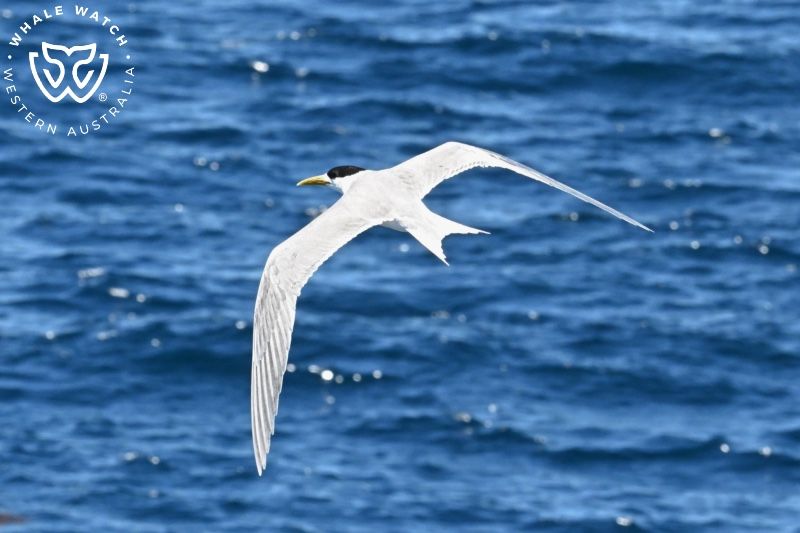 Whale Watch Western Australia