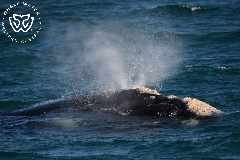 Whale Watch Western Australia