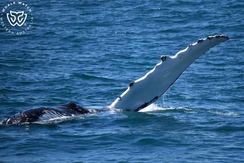 Whale Watch Western Australia