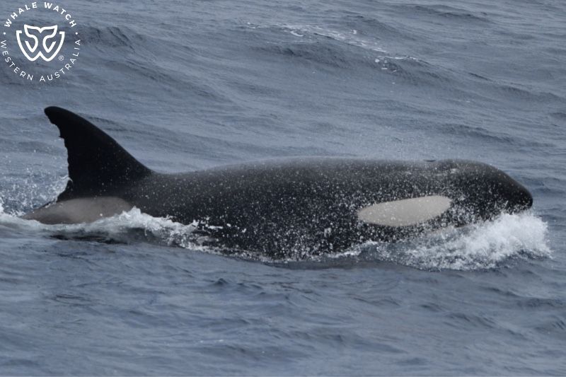Whale Watch Western Australia