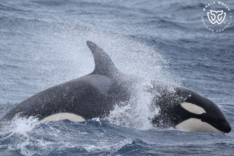Whale Watch Western Australia