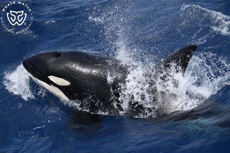Whale Watch Western Australia