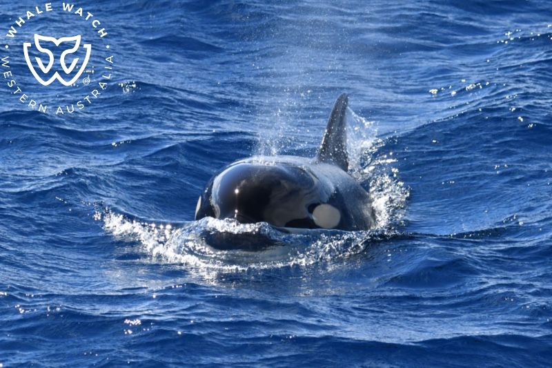 Whale Watch Western Australia