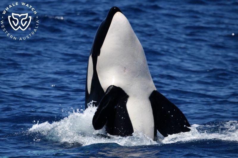 Whale Watch Western Australia