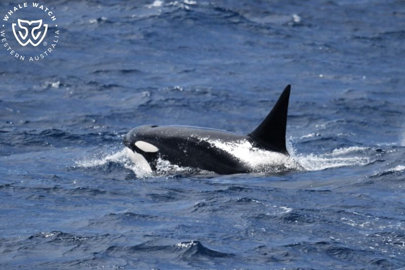 Whale Watch Western Australia