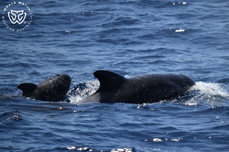 Whale Watch Western Australia