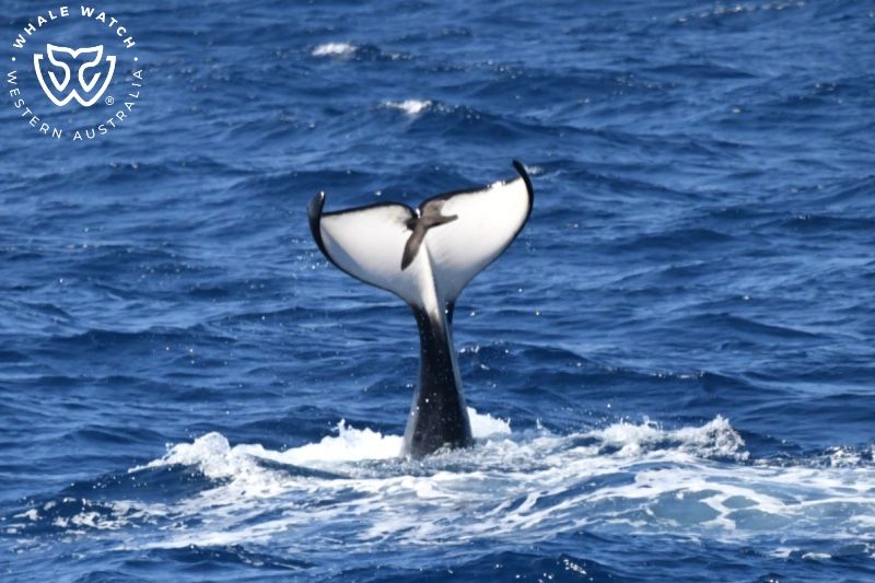 Whale Watch Western Australia