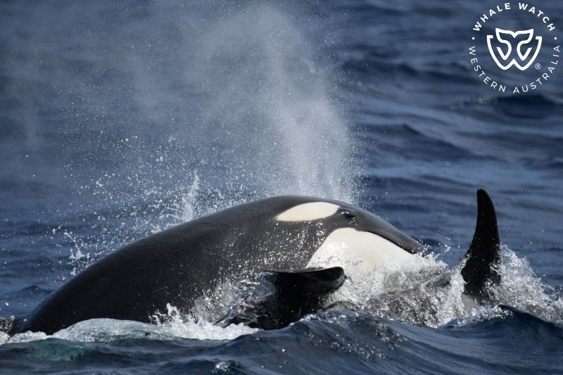 Whale Watch Western Australia