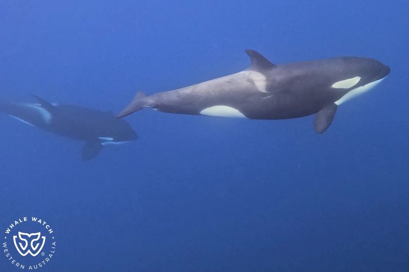 Whale Watch Western Australia