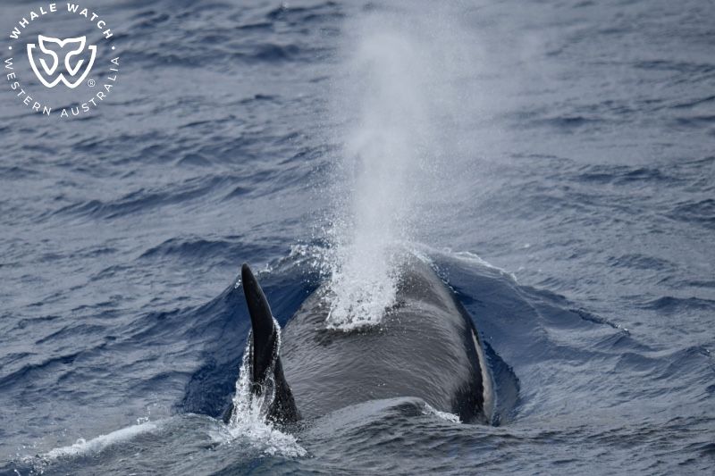 Whale Watch Western Australia