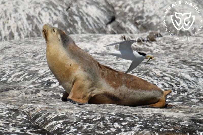 Whale Watch Western Australia