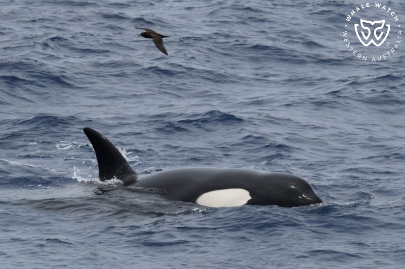Whale Watch Western Australia