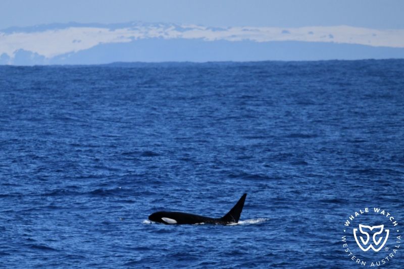 Whale Watch Western Australia