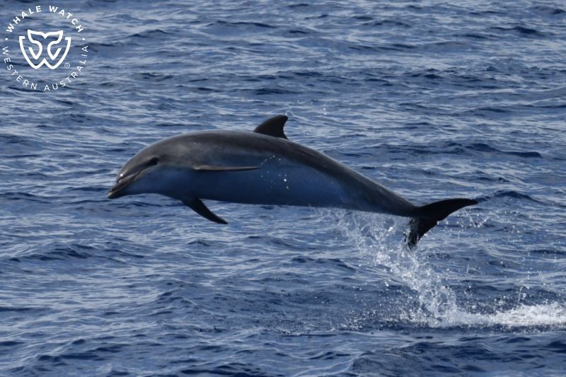 Whale Watch Western Australia