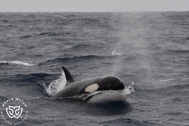Whale Watch Western Australia