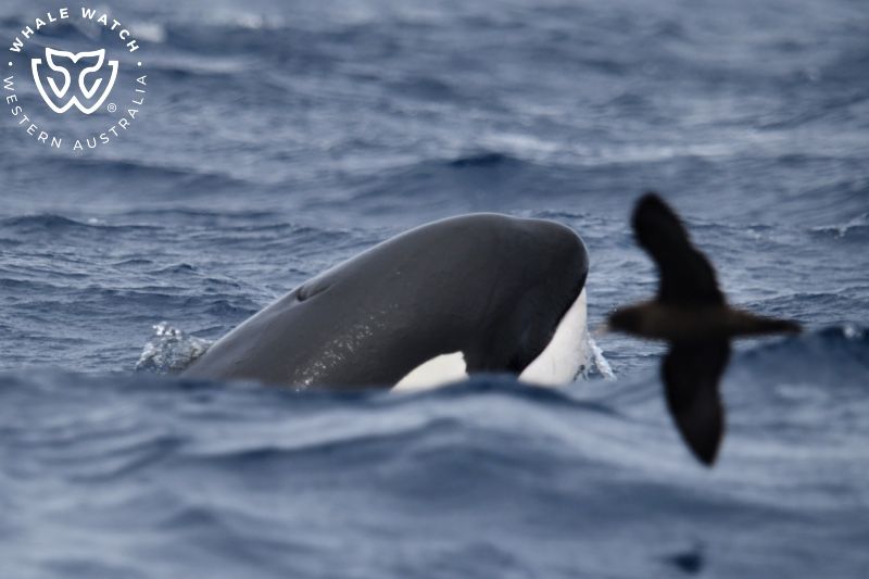 Whale Watch Western Australia
