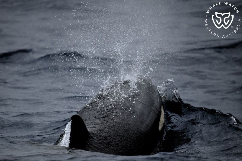 Whale Watch Western Australia