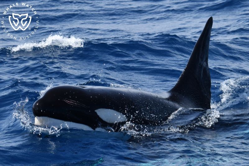 Whale Watch Western Australia