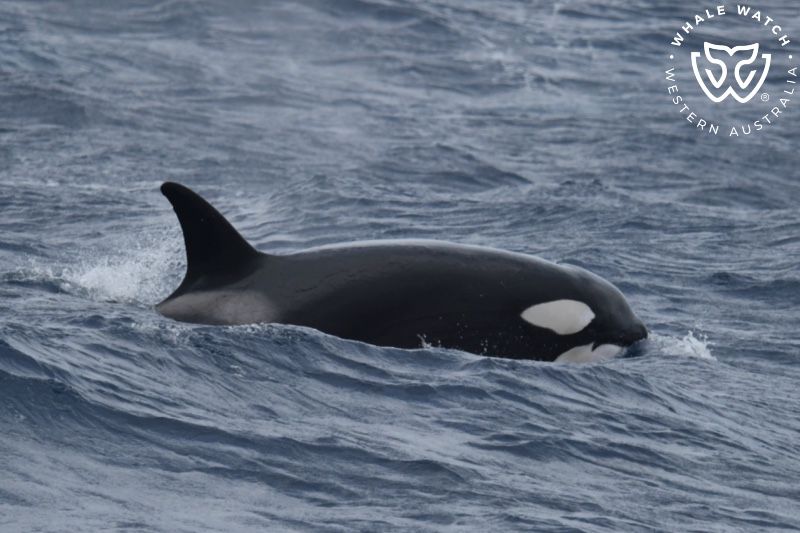 Whale Watch Western Australia