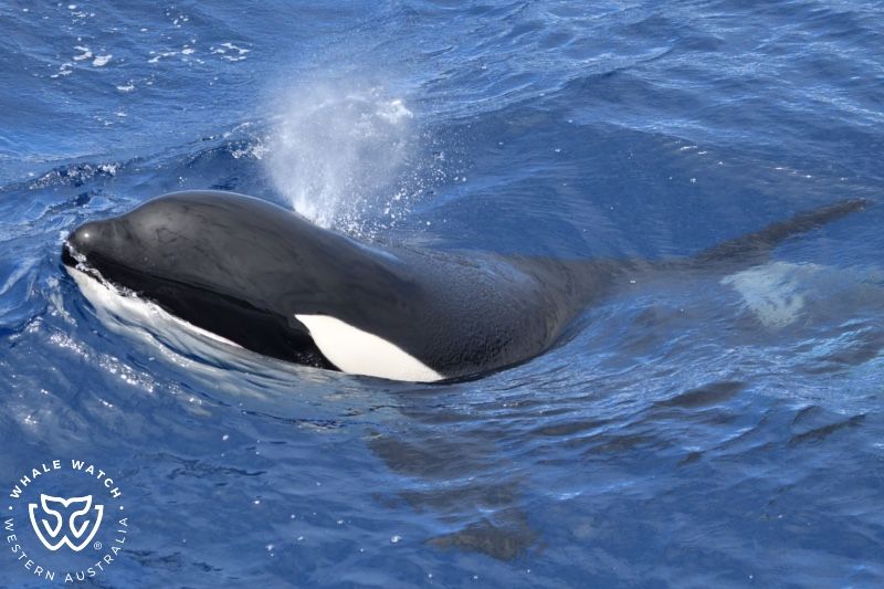 Whale Watch Western Australia