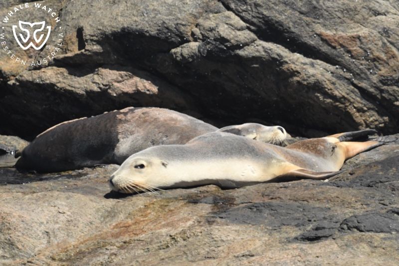 Whale Watch Western Australia