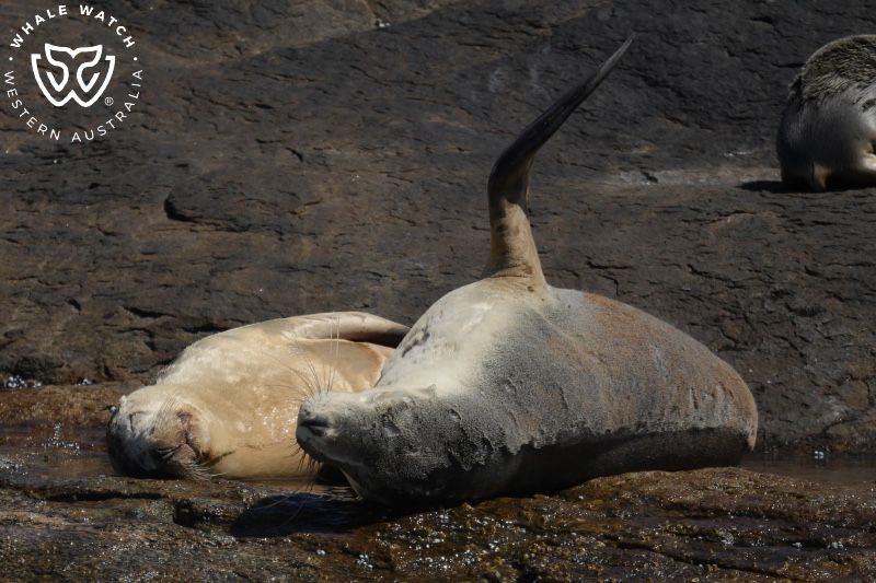 Whale Watch Western Australia
