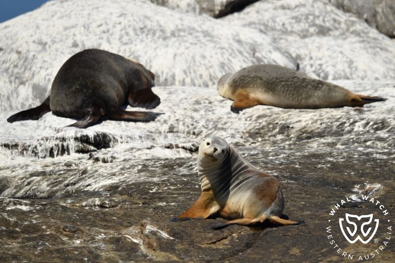 Whale Watch Western Australia