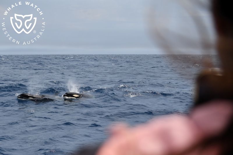 Whale Watch Western Australia